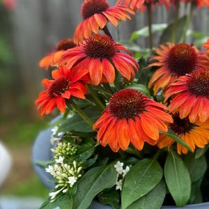 redorangeconeflower